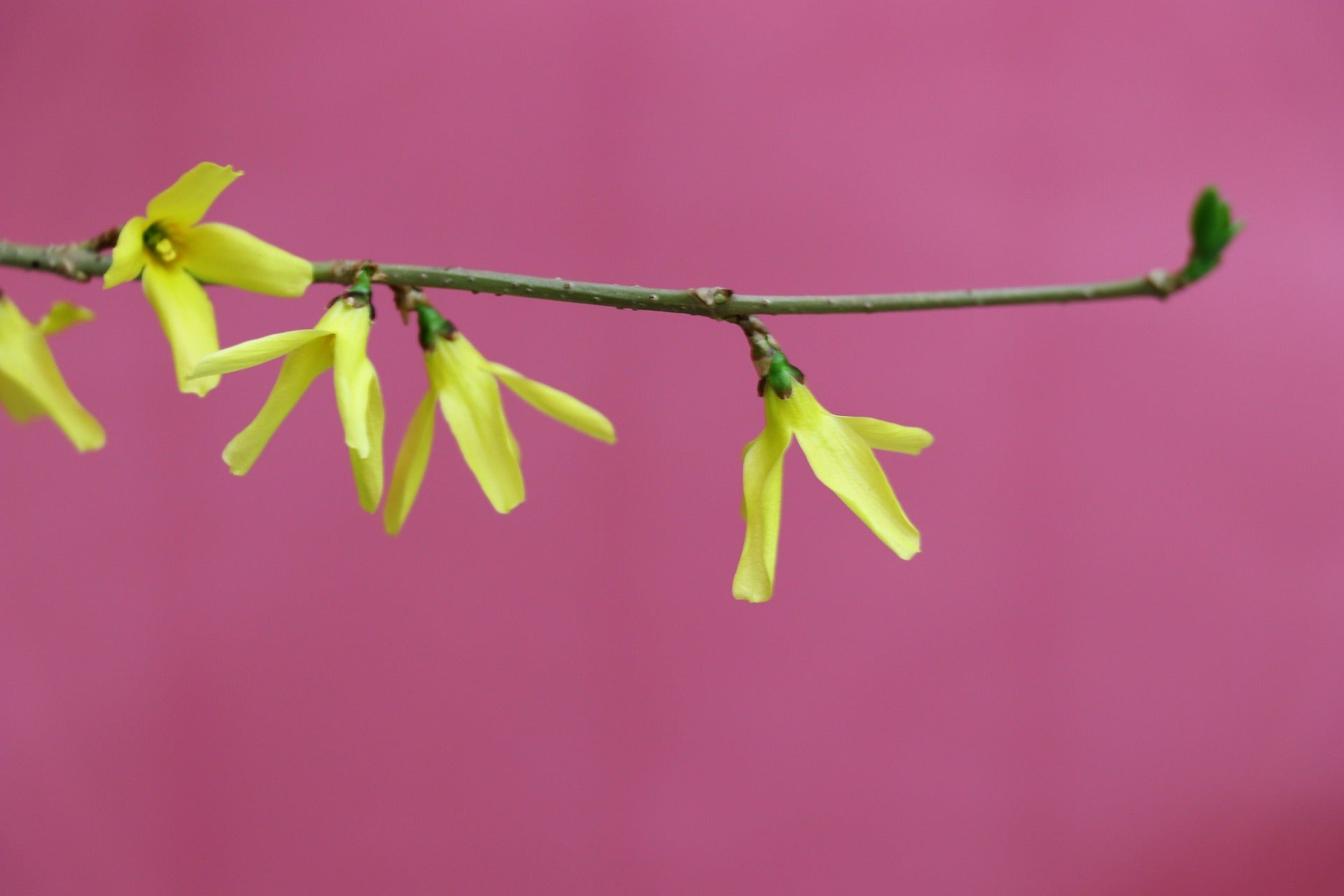 flowers depicting modest workout clothing